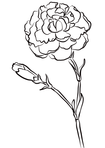 Carnation 'Chomley Farran' Coloring Page